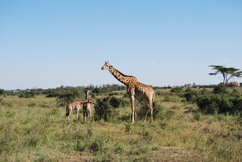 Giraffes inside Nairobi National Park, Kenya. Photo by Oluniyi David Ajao.